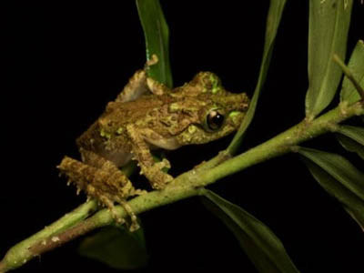 Spinomantis_aglavei