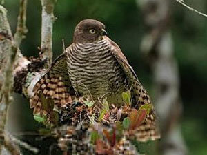 Epervier de Madagascar