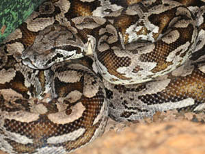 Acrantophis madagascariensis