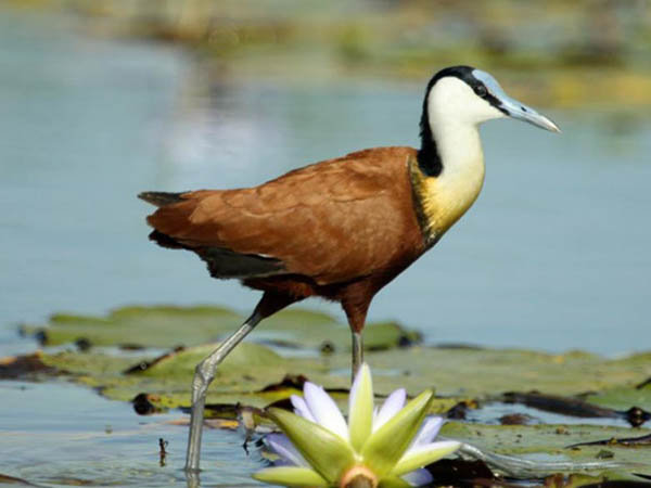 Actophilornis albinucha