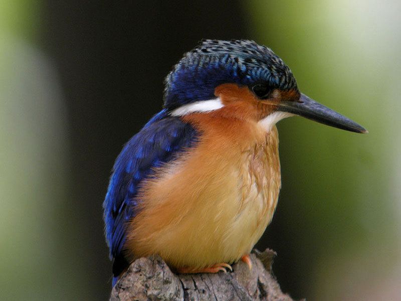 Alcedo vintsioides