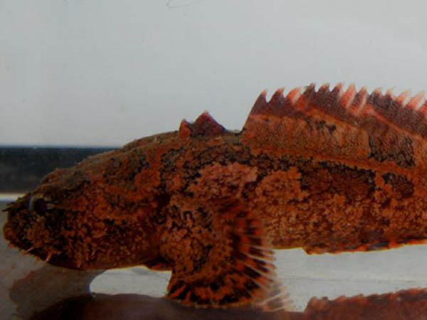 Allenbatrachus meridionalis