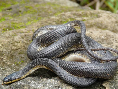 Alluaudina mocquardi