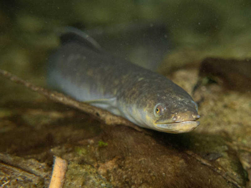 Anguilla marmorata