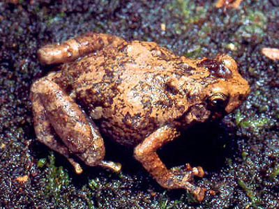 Anodonthyla nigrigularis