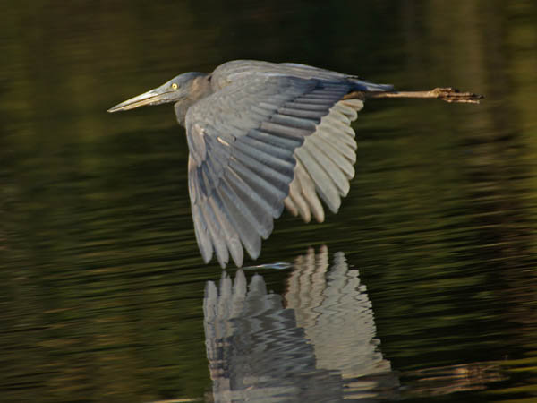 Ardea humbloti