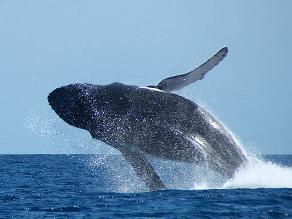 Balaeine &agrave; bosse