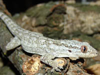 Blaesodactylus sakalava