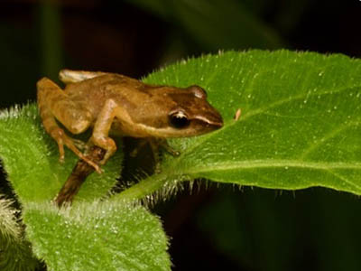 Blommersia sarotra