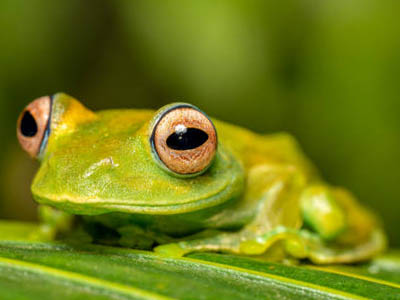 Boophis sibilans