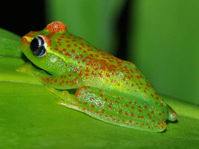 Boophis tasymena