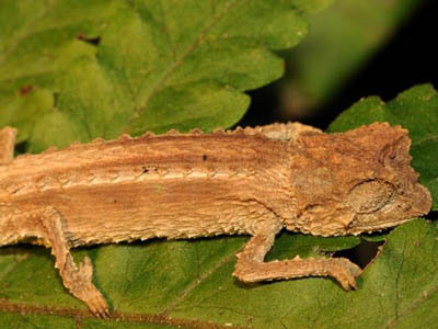 Brookesia stumpffi