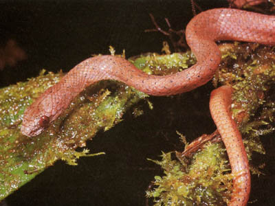Brygophis Coulangesi
