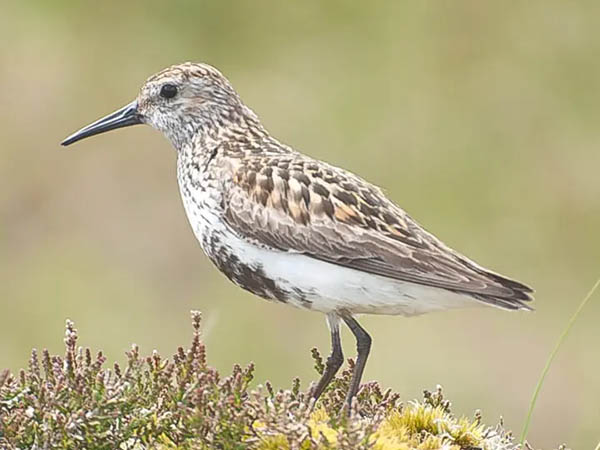 N&eacute;odr&eacute;panis &eacute;tincelant