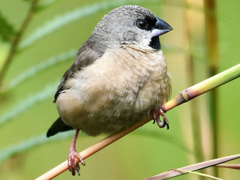 Lepidopygia nana