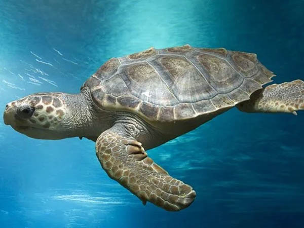 Caretta caretta