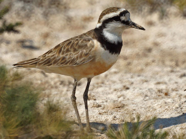 anarhynchus thoracicus
