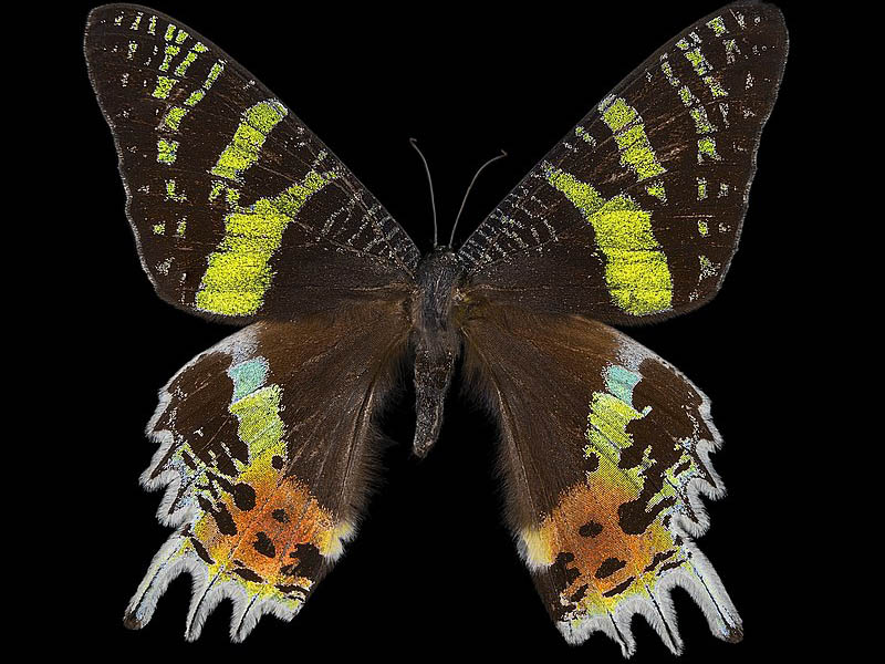 Chrysiridia ripheus
