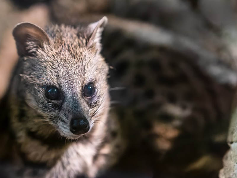 Viverricula indica