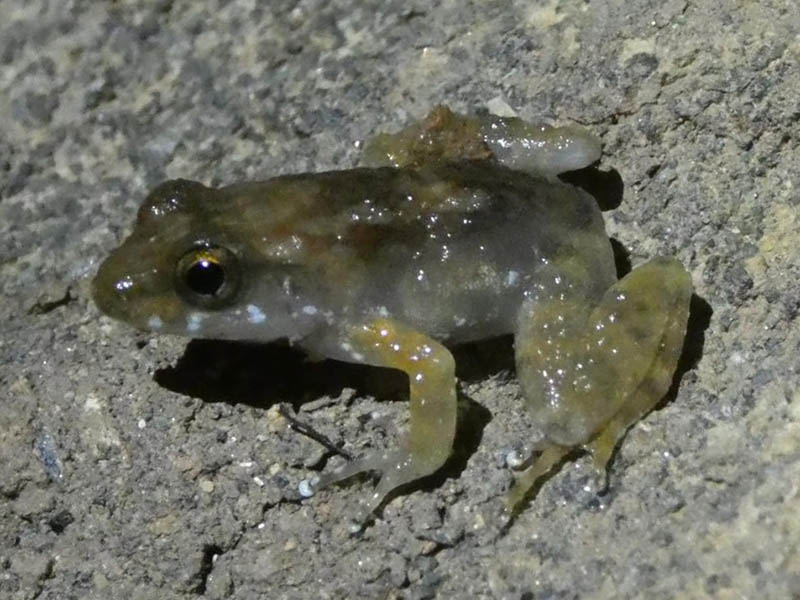 cophyla phyllodactyla