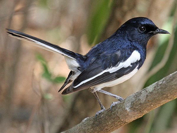 Shama de Madagascar