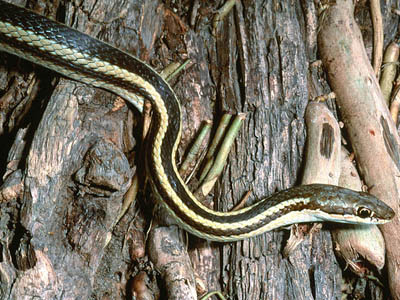 Dromicodryas quadrilineatus