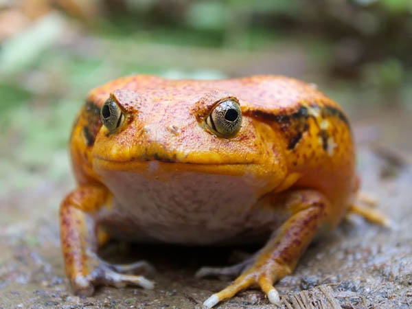 dyscophus antongilii