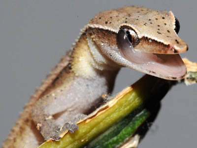 Ebenavia inunguis