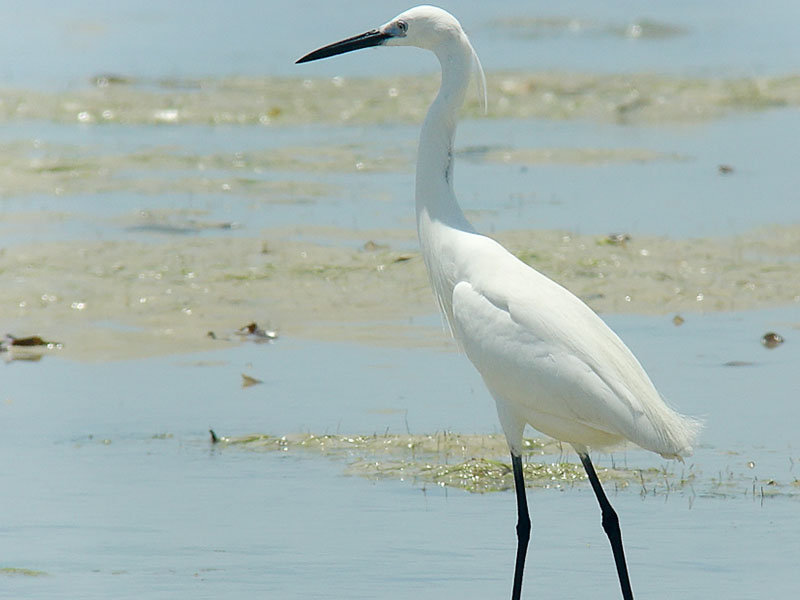 Egretta dimorpha