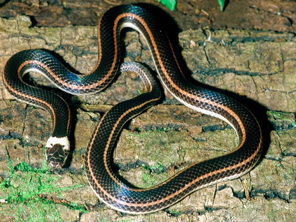 Elapotinus picteti