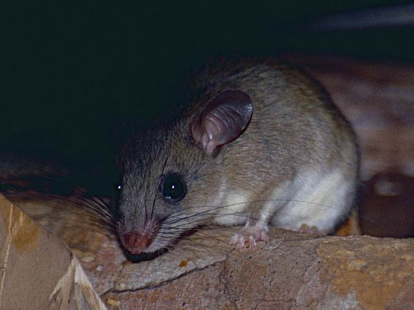 Eliurus myoxinus