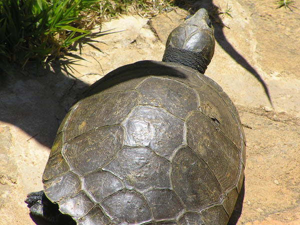 Erymnochelys madagascariensis