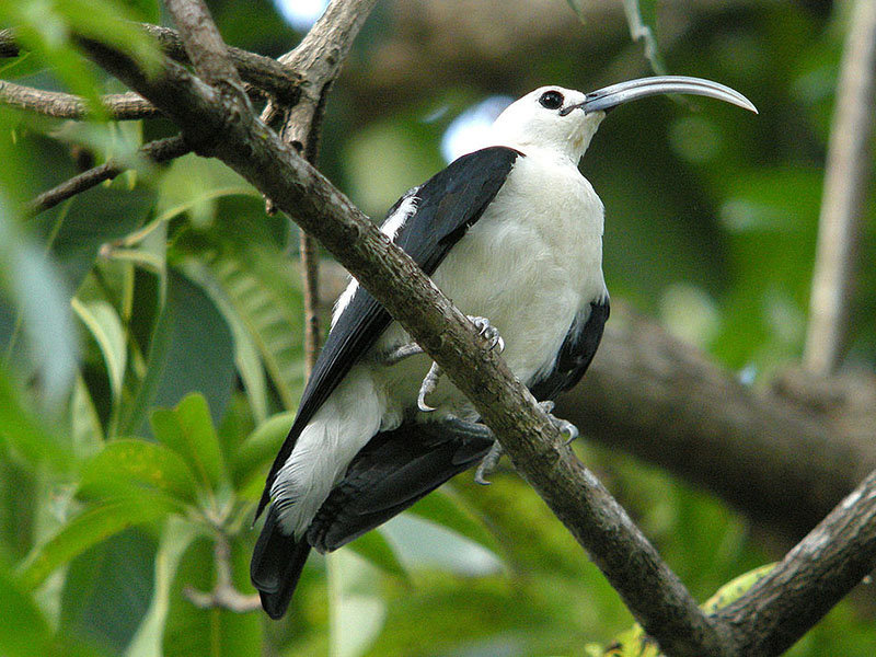 Falculea palliata