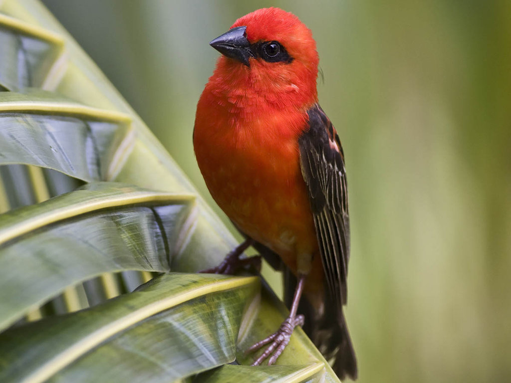 foudia madagascariensis