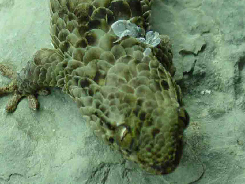 Geckolepis maculata