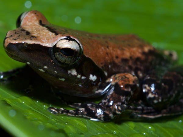 Guibemantis depressiceps