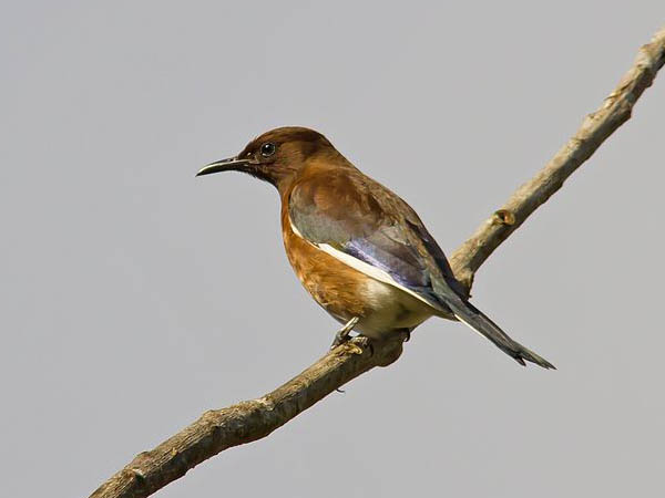 Hartlaubius auratus