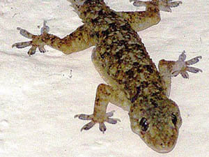 Hemidactylus platycephalus