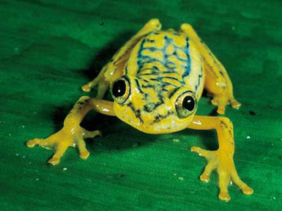 Heterixalus andrakata