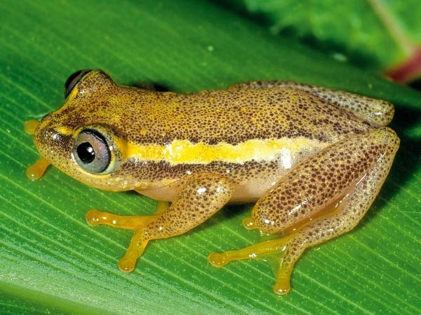 Heterixalus betsileo