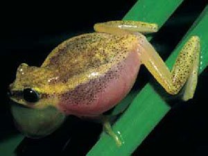 Heterixalus carbonei