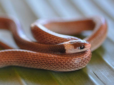 Heteroliodon occipitalis
