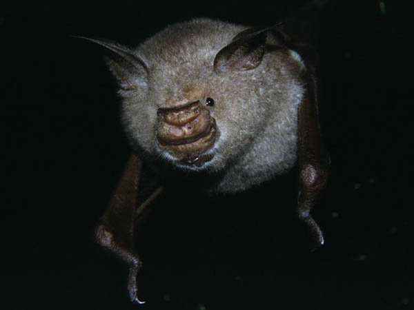 Hipposideros commersoni