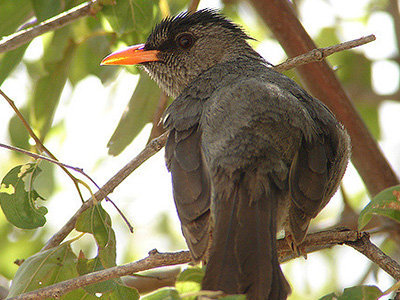 hypsipetes madagascariensis