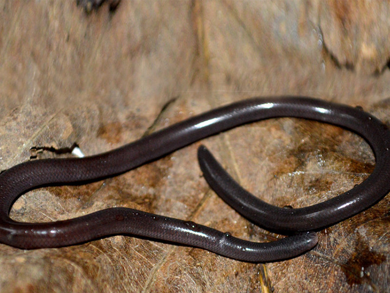 Indotyphlops braminus