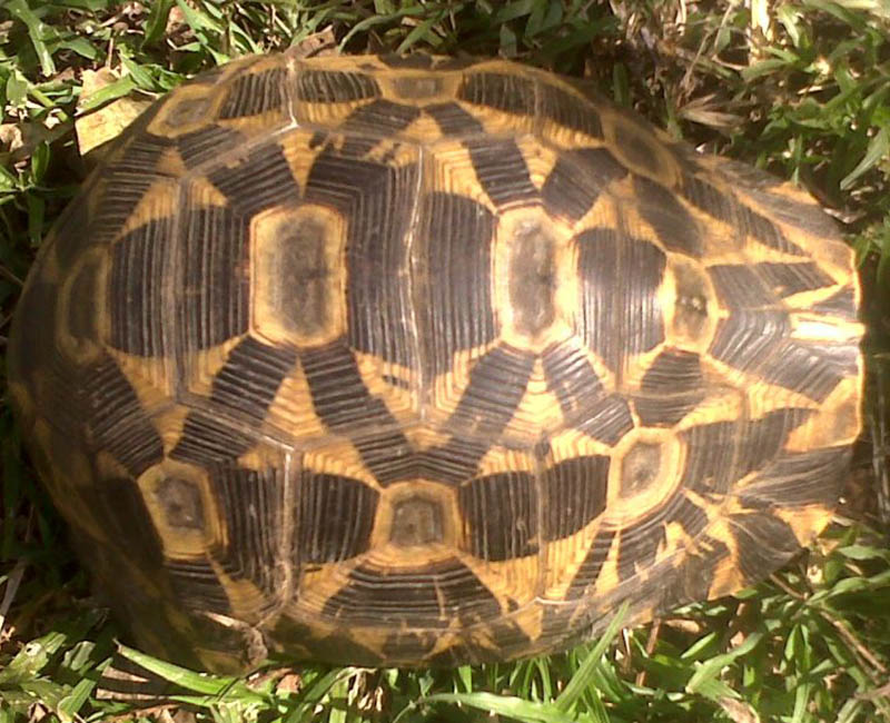 Kinixys zombensis domerguei