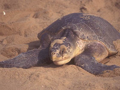 Lepidochelys olivacea