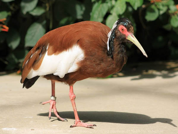lophotibis cristata