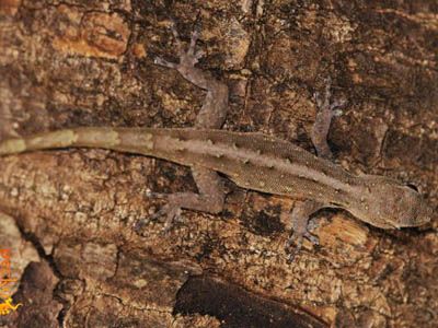 Lygodactylus expectatus