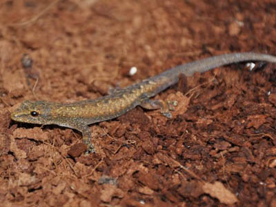 Lygodactylus madagascariensis